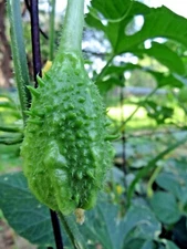 West Indian Gherkin seed - strangely beautiful and tasty ornamental cucumber