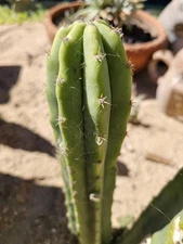 Green Columnar cactus, 11" branch