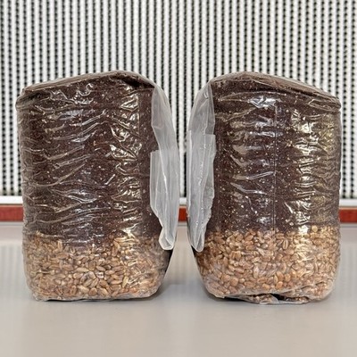 All in One Mushroom Grow Bag (2-Pack)  - Org. Grains/CVG For Dung Loving Species