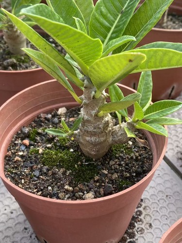 RareSucculent Cactus Plant Pachypodium Baronii Windsorii  Garden Decor Boutique - Foto 2 di 5