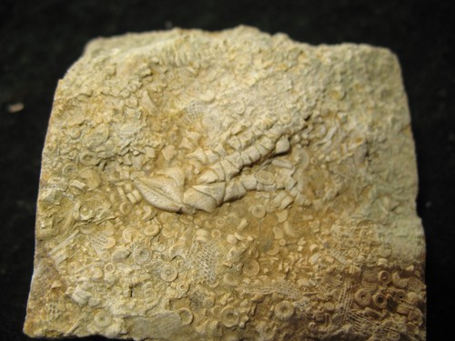 Karbon Mississippian Bangor Kalkstein Crinoid Fossil - Oklahomacrinus (G) - Bild 2 von 3