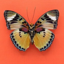Real mounted Themis Forester butterfly - Euphaedra piriformis - RARE - A1-