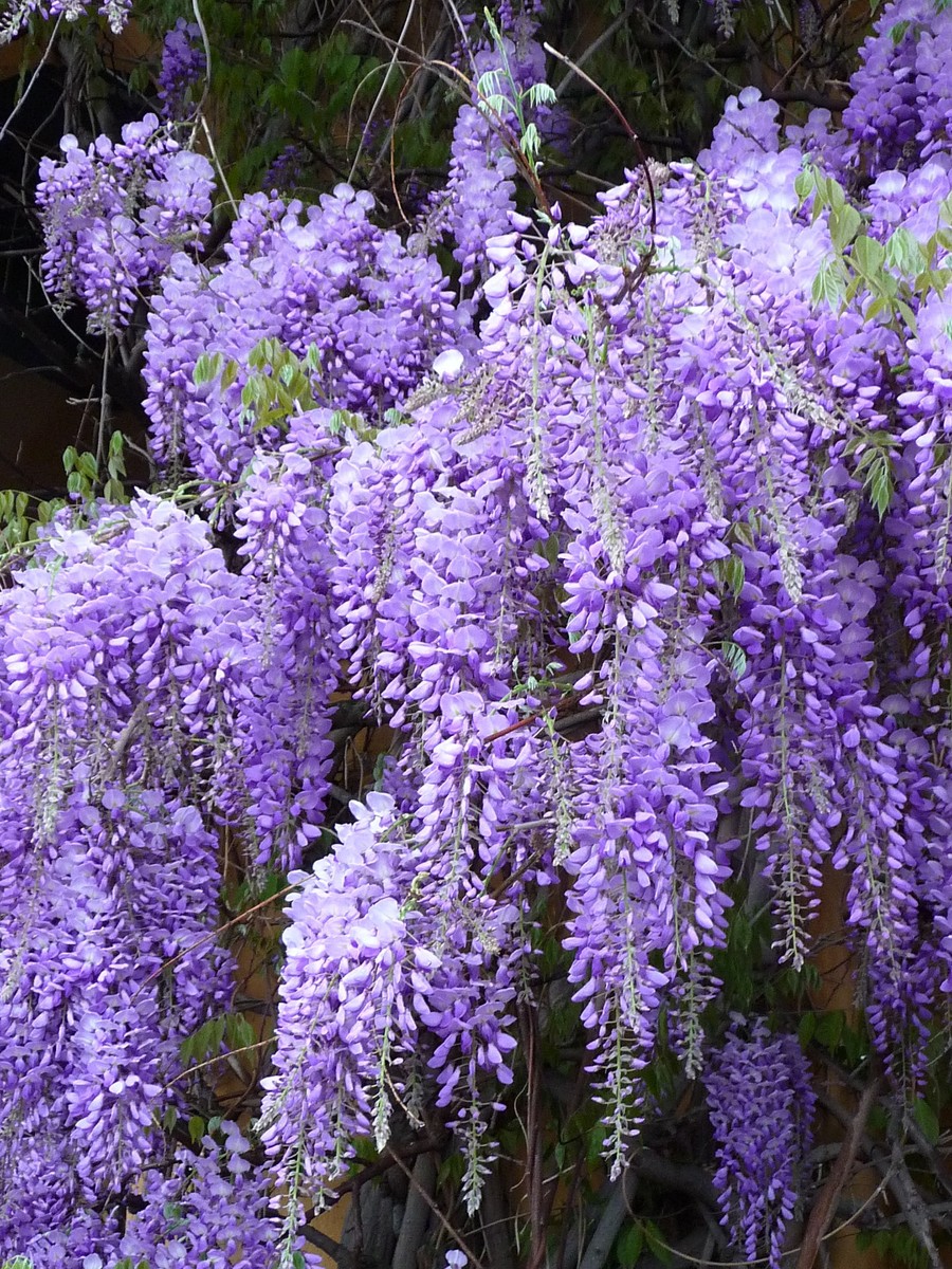 Wisteria Seeds Exotic Chinese Purple Blue Yellow White Garden Tree