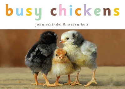 Busy Chickens (A Busy Book) - board book Schindel, John|Holt, Steven