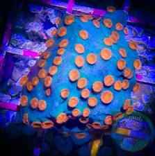 SAF~Meteor Shower  Cyphastrea Coral Frag“WYSIWYG”, SPS, Lepto, Coral Colony