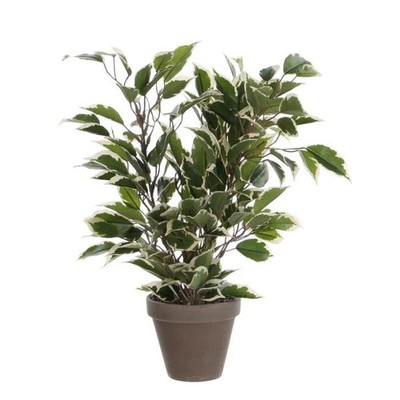 Mica Kunstpflanze Ficus Natasja grün bunt im Topf 40 x 30 cm  Kunstpflanzen