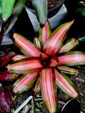 Neoregelia Bromeliad- FancyVariegated Green Yellow- classic bromeliad