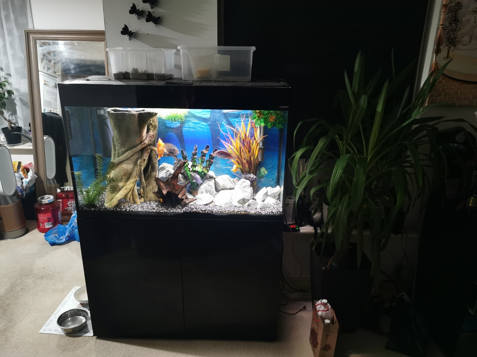 Complete Fish Tank eBay