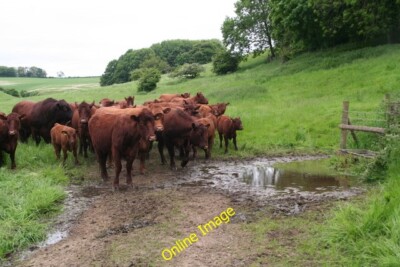 Photo 6x4 Waterhole: Stainton Hall Farm Stainton le Vale Lincoln Red catt c2013