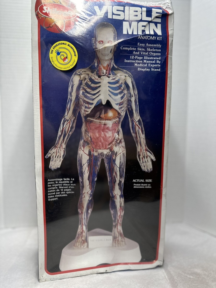 希少 Skil Craft Visible Man Anatomy Kit Skilcraft Visible Man Anatomy Kit : Amazon.in: Toys & Games