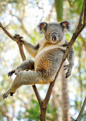 Ansichtskarte: sehr entspannter niedicher Koala - really relaxed cute koala