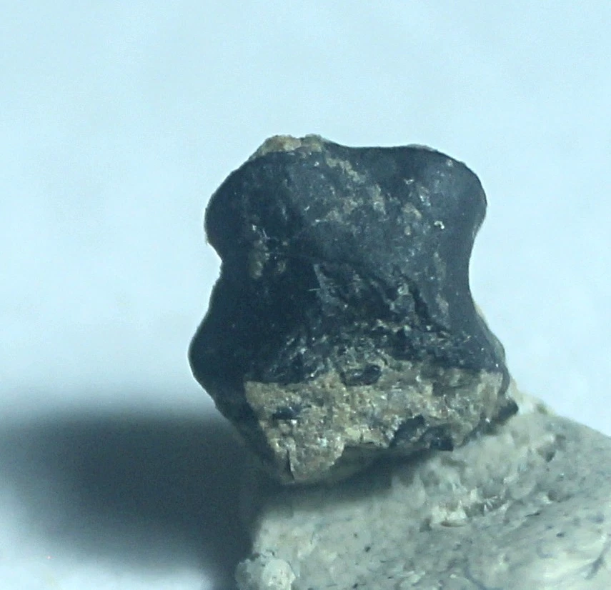 Hatchling/Infant Iguanodontid Phalanx - Smallest UK Iguanodon Toe Bone Phalanx - Image 4 of 4