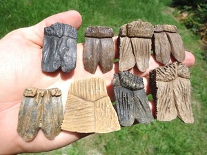8 HIGHLY DETAILED TURTLE SCUTES FLORIDA FOSSILS ICE AGE EXTINCT TORTOISE SHELL @