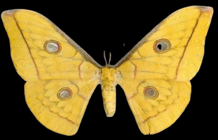 (In U.S) 2 pcs Antheraea frithi Female Yellow Moth Dried Closed Wings Specimen