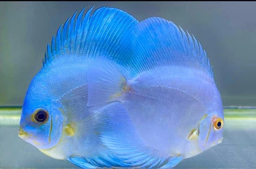 High Quality Blue Diamond Discus Fish 3.5in - Nice Body Shape