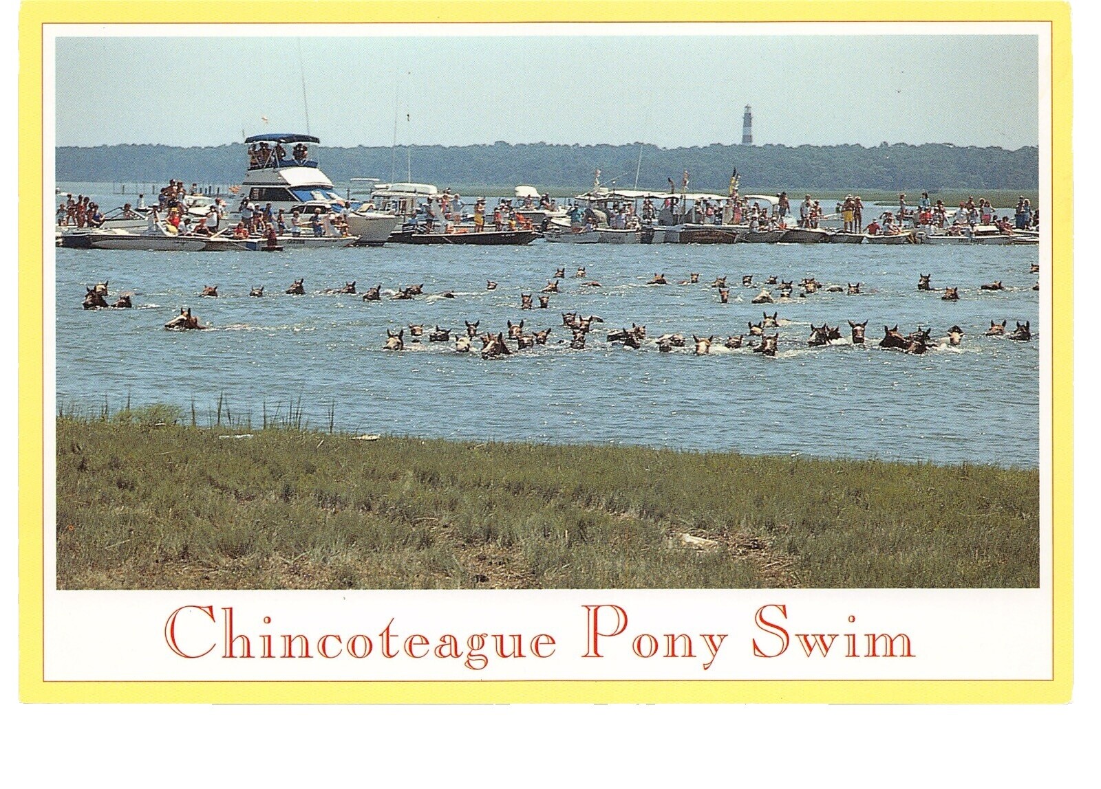 Chincoteague Pony Swim