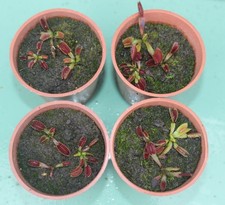 Venus fly trap plant Dioneae Muscipula