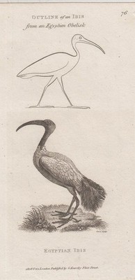 Orig. Kupferstich: Egyptian Ibis. Outline of an Ibis from an Egyptian Obelisk. N