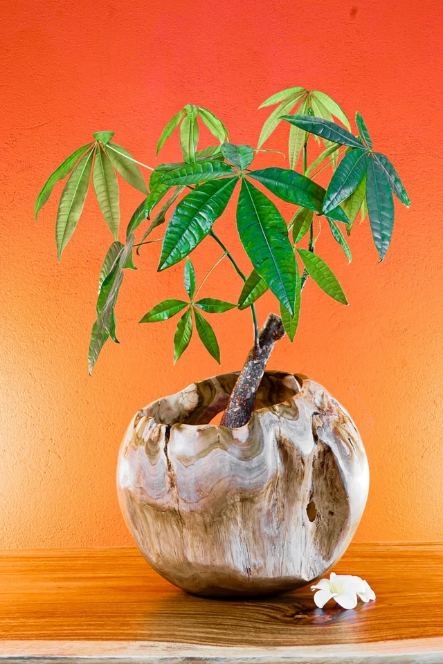 Holz Übertopf Wurzelholz Blumentopf 30cm Teak Schale Orchideen Topf Dekoration - Bild 2 von 4