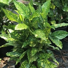 Gold Dust Variegated Aucuba - Live Plant - ( 2.5