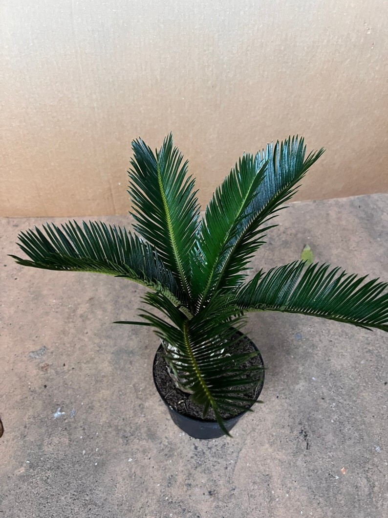 King Sago Palm in 6
