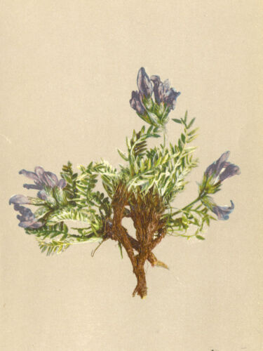 ALPENFLORA ALPINE FLOWERS: Oxytropis halleri Bunge-Haller's Spitzkiel;1897 - Afbeelding 1 van 1