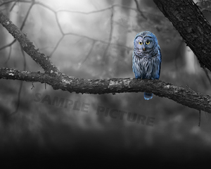 Owl Forest Bathroom Home Decor Grey Yellow Blue Photo Picture 8x10 Wall Art Ebay