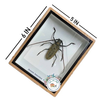 Real Insect Beetle Fly Wood Frame Taxidermy Perfect Delve into Study Nature Rare