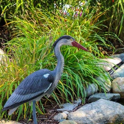 Great Blue Heron Decoy 30'' Tall  Water Garden & Pond Predator Deterrent