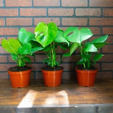 Monstera Deliciosa Split Leaf Tropical Houseplant Live 6 Inch Pot Decor Plant