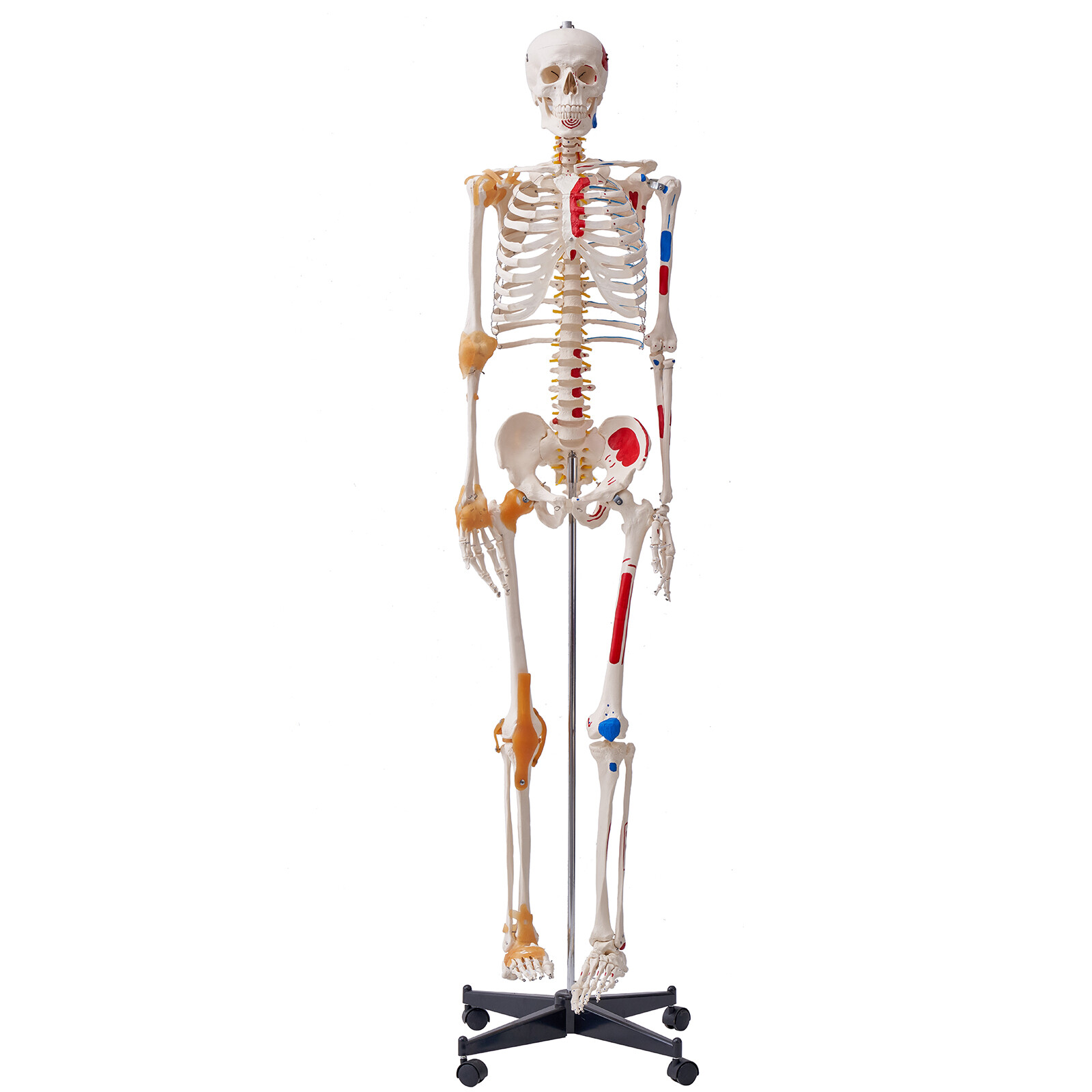 Modèle de squelette humain VEVOR 182 cm pour enseignement de l anatomie