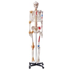 VEVOR Modèle Anatomique du Squelette Humain 182 cm Enseignement de l'Anatomie