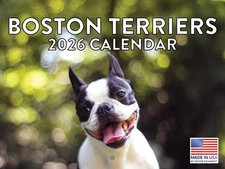 Boston Terrier Calendar 2026 Monthly Wall Calender 12 Month Made In USA