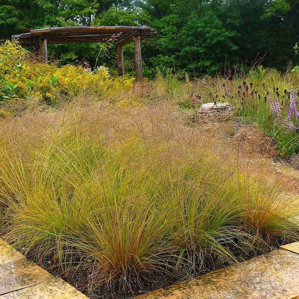 Sporobolus Heterolepis Fall Color Prairie Dropseed Grass (Sporobolus