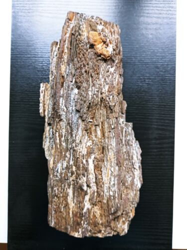 Versteinertes Holz, Verkieseltes Holz, 6 Kg, Fossiles Holz - Photo 1 sur 24