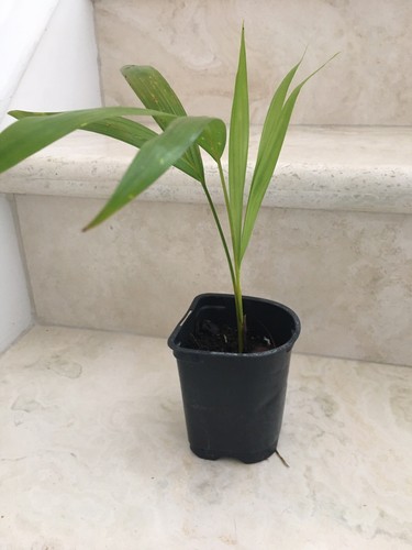 6 Areca palm 8” Starter seedling LIVE PLANTS! Fully Rooted! VERY Healthy! - Picture 4 of 12
