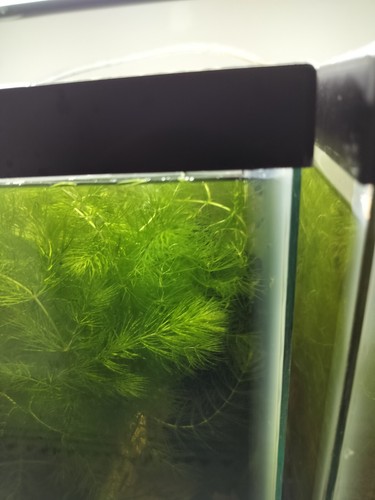 4 Stems of Hornwort live Aquarium Plant. Buy 2 Get 1 Free