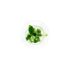 Anubias Petite White Small Tissue Culture Cup  Aquarium Plants Factory 
