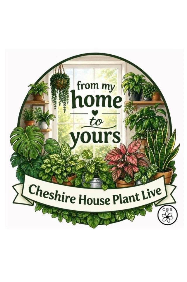 ✳️ House Plants ! - NEW STOCK ! 🪷✳️