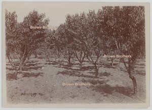 Vintage 1910s California Peach Industry Acres of Well Tilled Orchards Photo #4