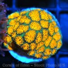 Corals of Eden ~ WYSIWYG Live Coral Frag ~ Pompeii Leptastrea Coral LPS SPS — photo 7