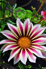 Fotografía de verano tesoro flor tesoro púrpura de Gazania estampado con imagen