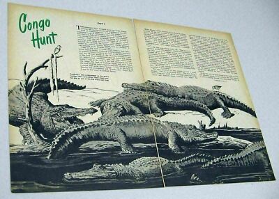 1952 Magazine Picture Crocodiles & African Buffalo Illustrated by Bill Griffith