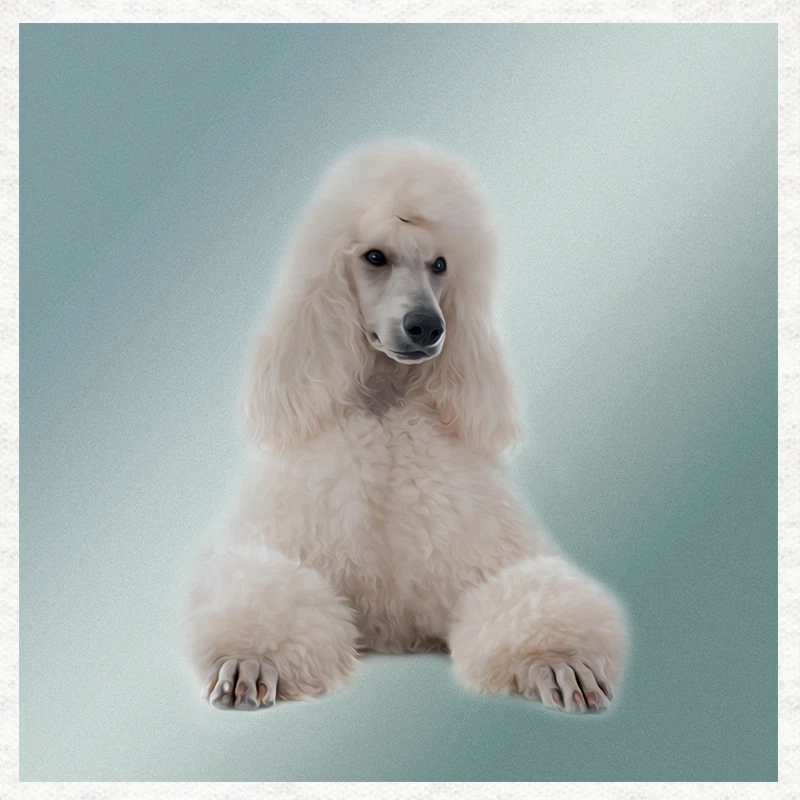White poodle 2025