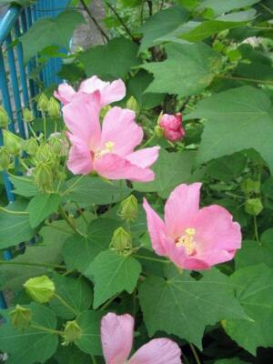 Hibiscus mutabilis | Single Cotton Rose| 25 Seeds | eBay
