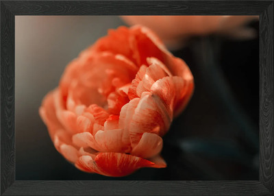 Orange botanical tulips Framed Wall Art Poster Canvas Print Picture