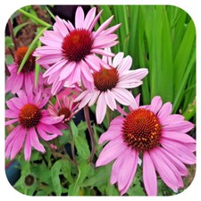 Echinacea 'Purpurea' x 6 Large Plug Plants Hardy Perennial 'Coneflower'