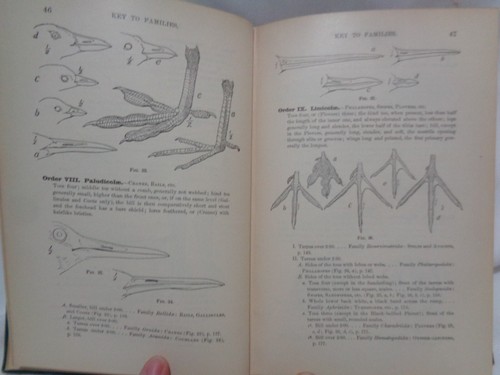 1900 Birds of Eastern North American Ornithology Chapman Illustrated Plates - Picture 10 of 19