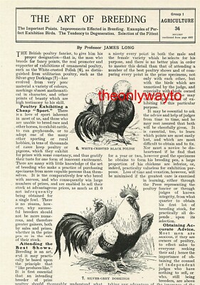 White Crested Black Polish & Silver Grey Dorkings, Hühner, Buchillustration