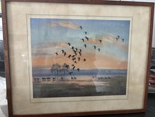 Peter Scott Print White fronts On Floodwater